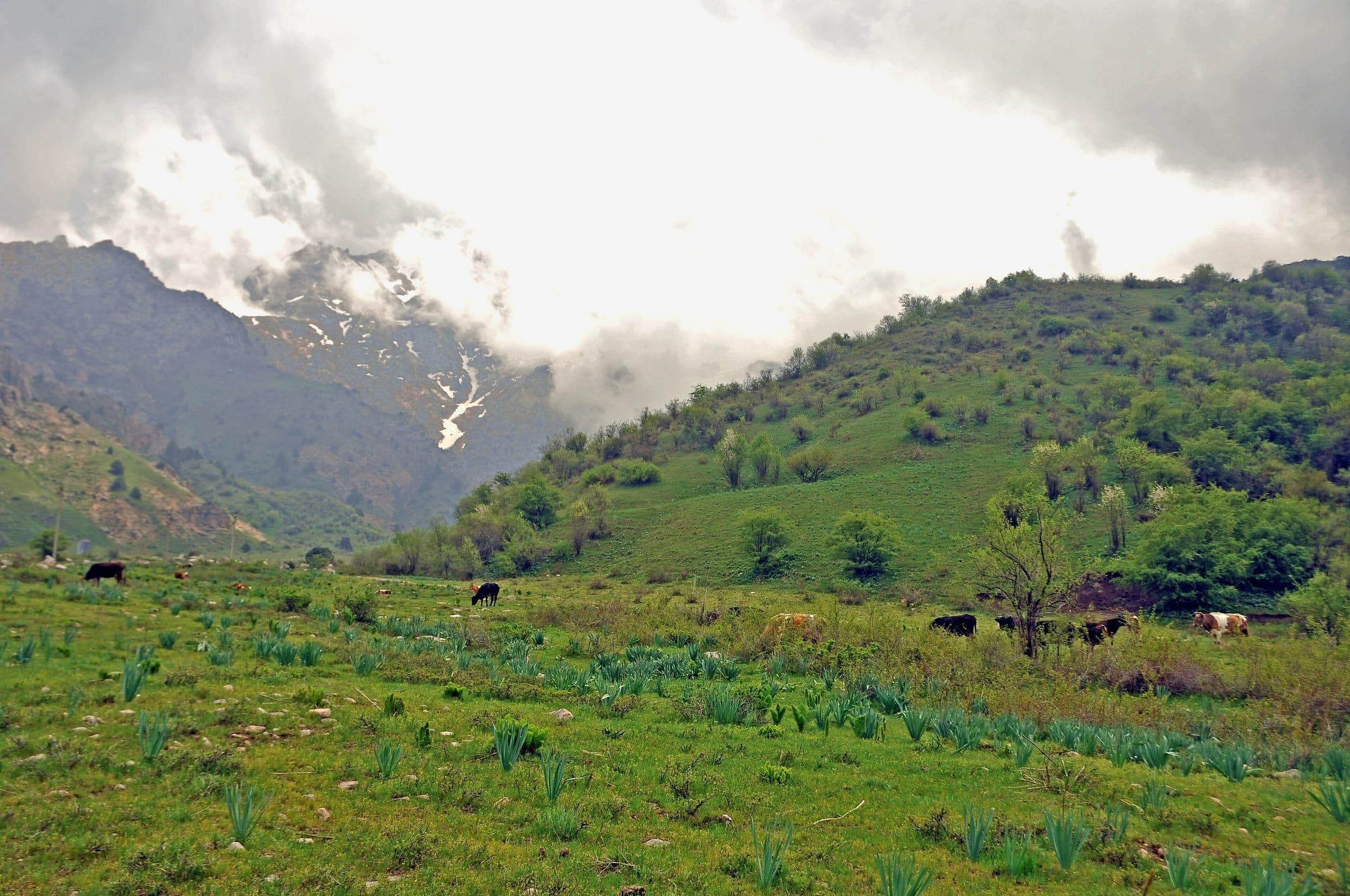 Cows graze a green valley below scrub-covered hills, with snow-streaked mountains half hidden in low cloud